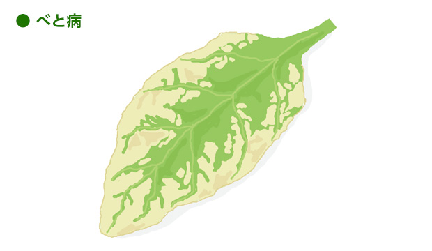 このような症状が出たら早めに取り除き、殺菌剤を散布する